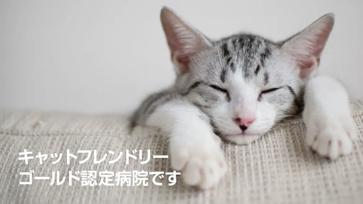キャットフレンドリーゴールド認定病院です