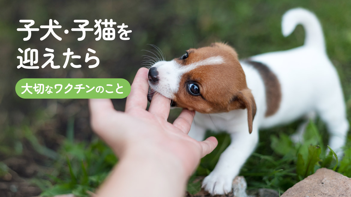 子犬・子猫を迎えたら 大切なワクチンのこと