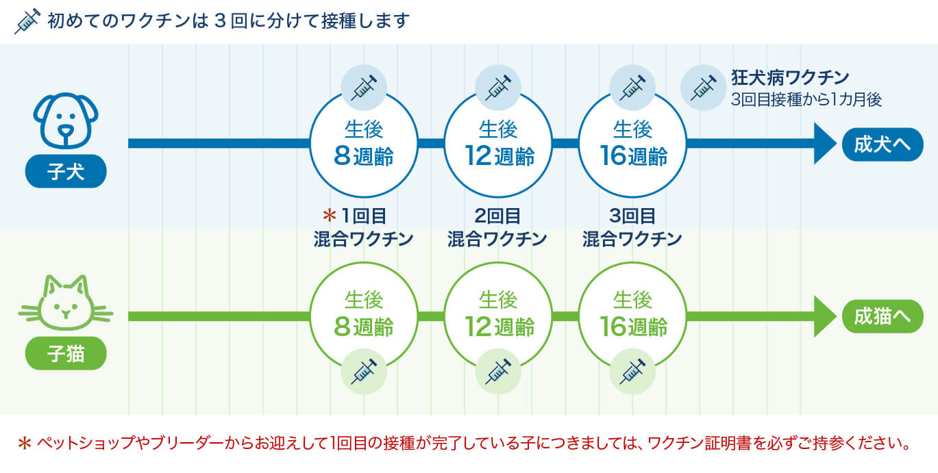 初めてのワクチンは3回（8週齢・12週齢・16週齢）に分けて接種します。ペットショップやブリーダーからお迎えして1回目の接種が完了している子につきましては、ワクチン証明書を必ずご持参ください。
